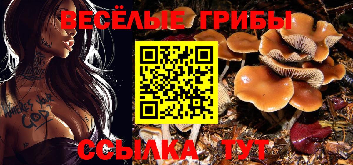 Королёв  Псилоцибиновые грибы Psilocybine cubensis  Вход с VPN 